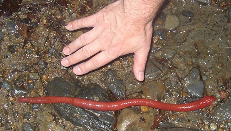 Una gran sanguijuela roja segmentada tiene el doble del ancho de una mano humana.