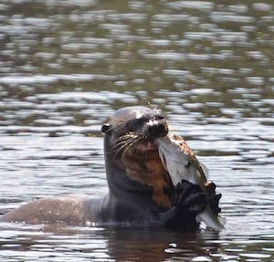 nutria gigante de río