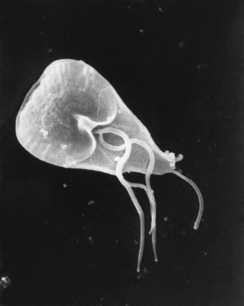 Imagen de microscopio giardia
