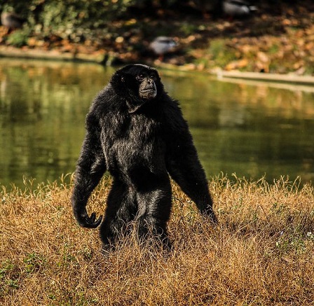 Un pequeño mono negro de pie en la hierba marrón junto a un arroyo.