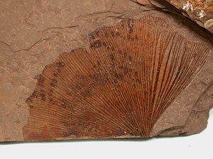 Hoja fósil de gingko