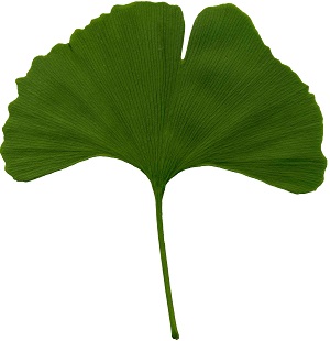 Gingko biloba moderno