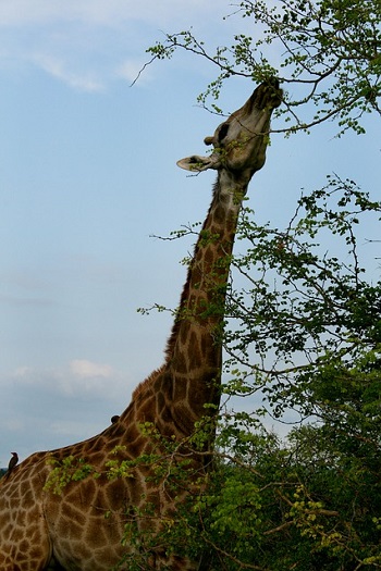 Las jirafas tienen cuellos altos para alcanzar los árboles en busca de comida.