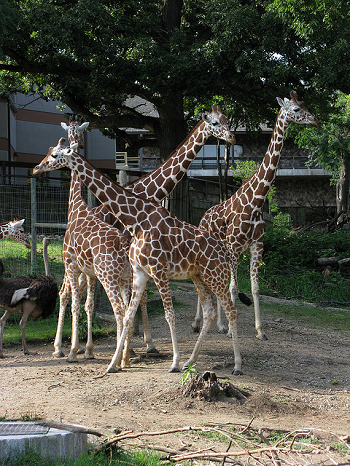 jirafas