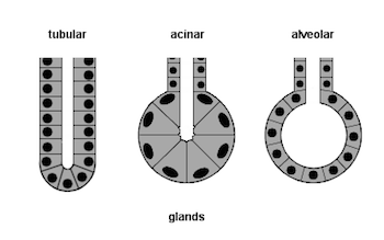 formas de glándulas