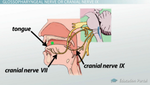 Diagrama del nervio glosofaríngeo
