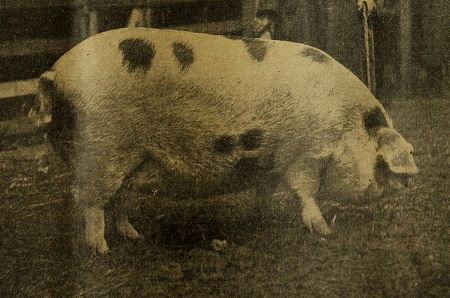 Vieja foto en blanco y negro de un cerdo Gloucestershire Old Spot, un cerdo blanco con manchas negras.