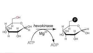 glucosa 6 fosfato