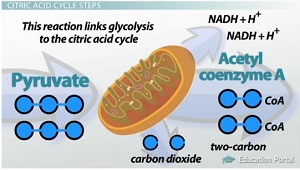 Enlace del ciclo de glucólisis-ácido cítrico