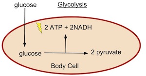 Glucólisis