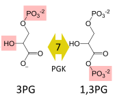 Paso 7