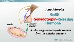 Gonadotropinas