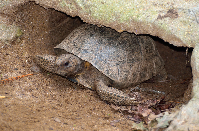 Tortuga grande en madriguera subterránea