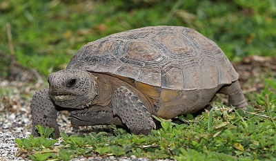 tortuga de tierra