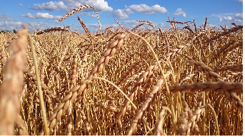 Grano