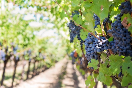 Una fotografía de un racimo de uvas oscuras que crecen en un viñedo en un día soleado