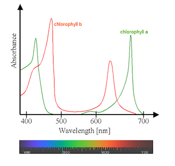 Absorvância de comprimento de onda de clorofila