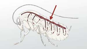 Ilustración de saltamontes