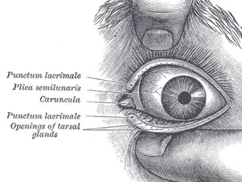 Anexo ocular