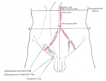 canal inguinal