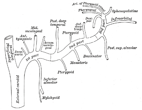 Porciones de la arteria maxilar