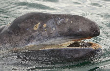 Fotografía de la cabeza de una cría de ballena gris