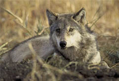 Lobo gris