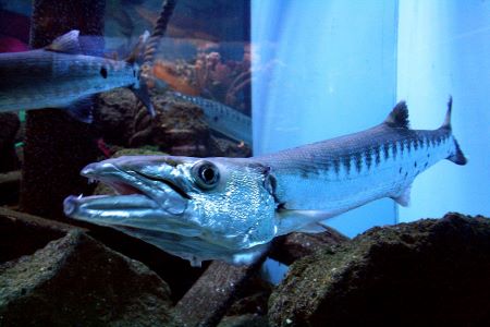 Fotografía en color de una gran barracuda nadando sobre rocas.