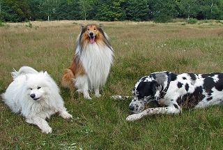 razas de perros