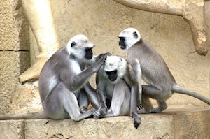 monos verdes