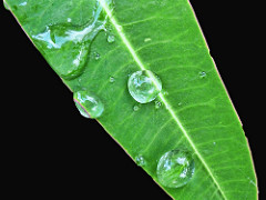 planta verde