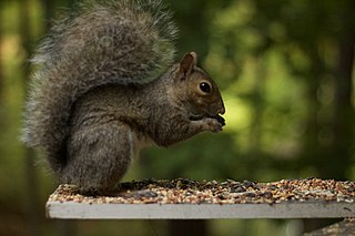 Una fotografía de una ardilla gris comiendo semillas.