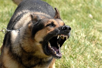 perro