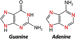 Guanina y adenina