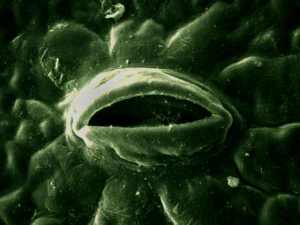 célula de guardia y estoma