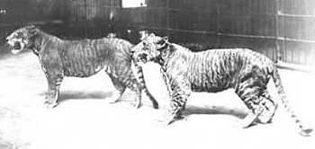 Fotografía de dos leones tomada en 1904.