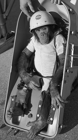 Foto de un chimpancé con casco y silla asegurada.
