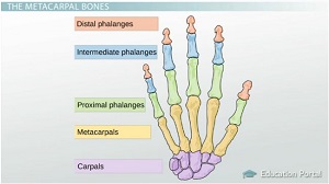 Huesos de la mano
