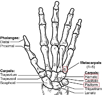 huesos de la mano