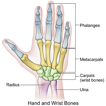 huesos de la mano