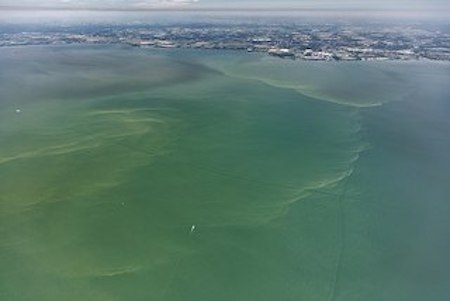 Fotografía aérea de una floración de algas verdes dañinas en el lago Erie en 2018