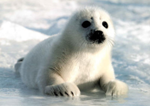 HarpSeal