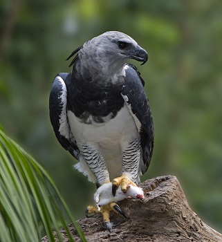Águila arpía