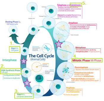 Ciclo celular con pasos principales y puntos de control.