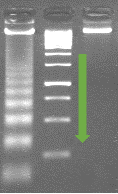 imagen de bandas de ADN en un gel