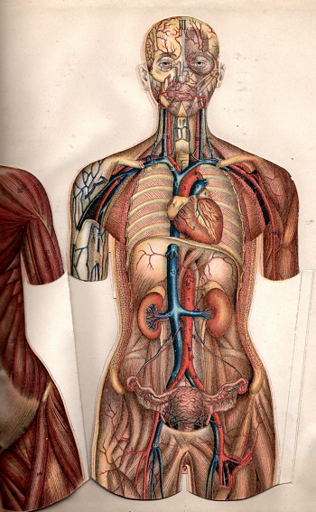 Dibujo De Anatomia Del Cuerpo Femenino