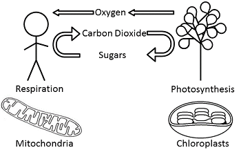 Descripción general de dibujos animados de la fotosíntesis y la respiración en plantas y seres humanos.