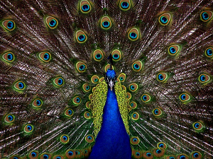 imagen de cola de pavo real