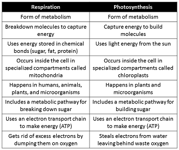Tabla que muestra una comparación entre la fotosíntesis y la respiración.