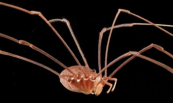 Una imagen de un insecto recolector.
